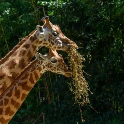 Kordofan's giraffe in captivity at the Sables Zoo in Sables d'Olonne in France.