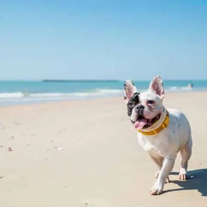 Portrait of french bulldog on the beach