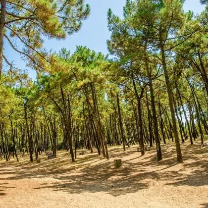 les flots bleus foret alentours