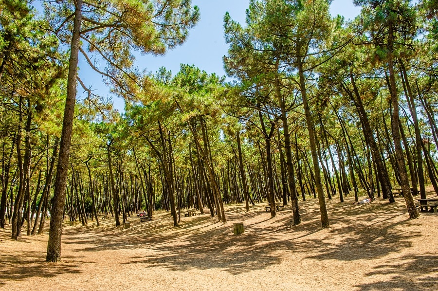 les flots bleus foret alentours