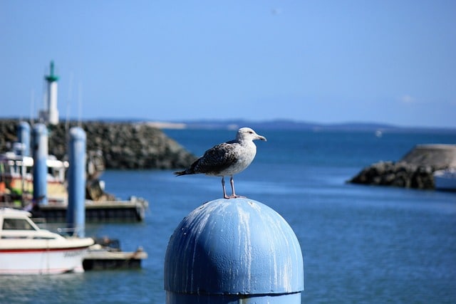 oleron loisirs mouette