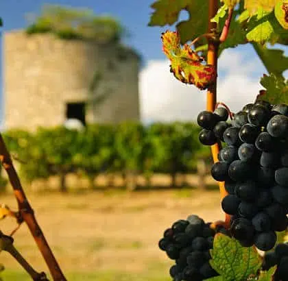 Grapes and ruined medieval tower in vineyard in region Medoc, France