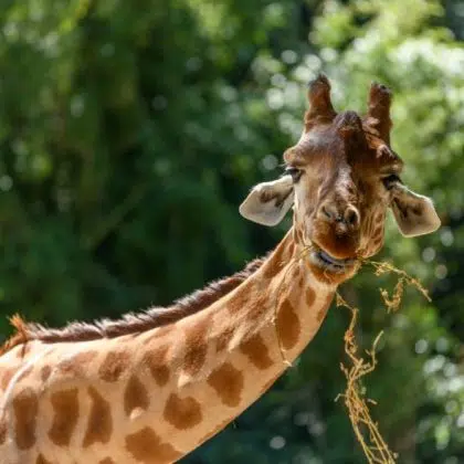 ZOO SABLES DOLONNE