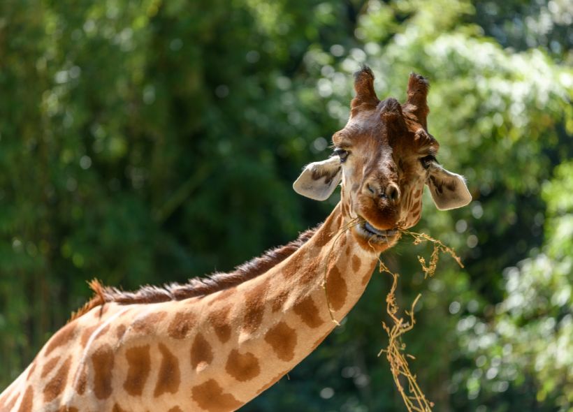 ZOO SABLES DOLONNE